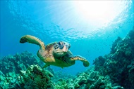 Photo of Honolulu | Oahu Turtle Snorkel