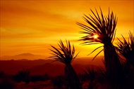 Photo of Palm Springs | San Andreas Fault Evening Jeep with Stargazing Small Group Tour
