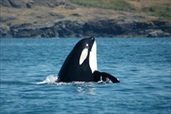 Photo of Seattle | San Juan Islands Whale Watching from Friday Harbor (Low Season)