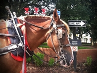 Photo of Savannah | Historic Carriage Tour